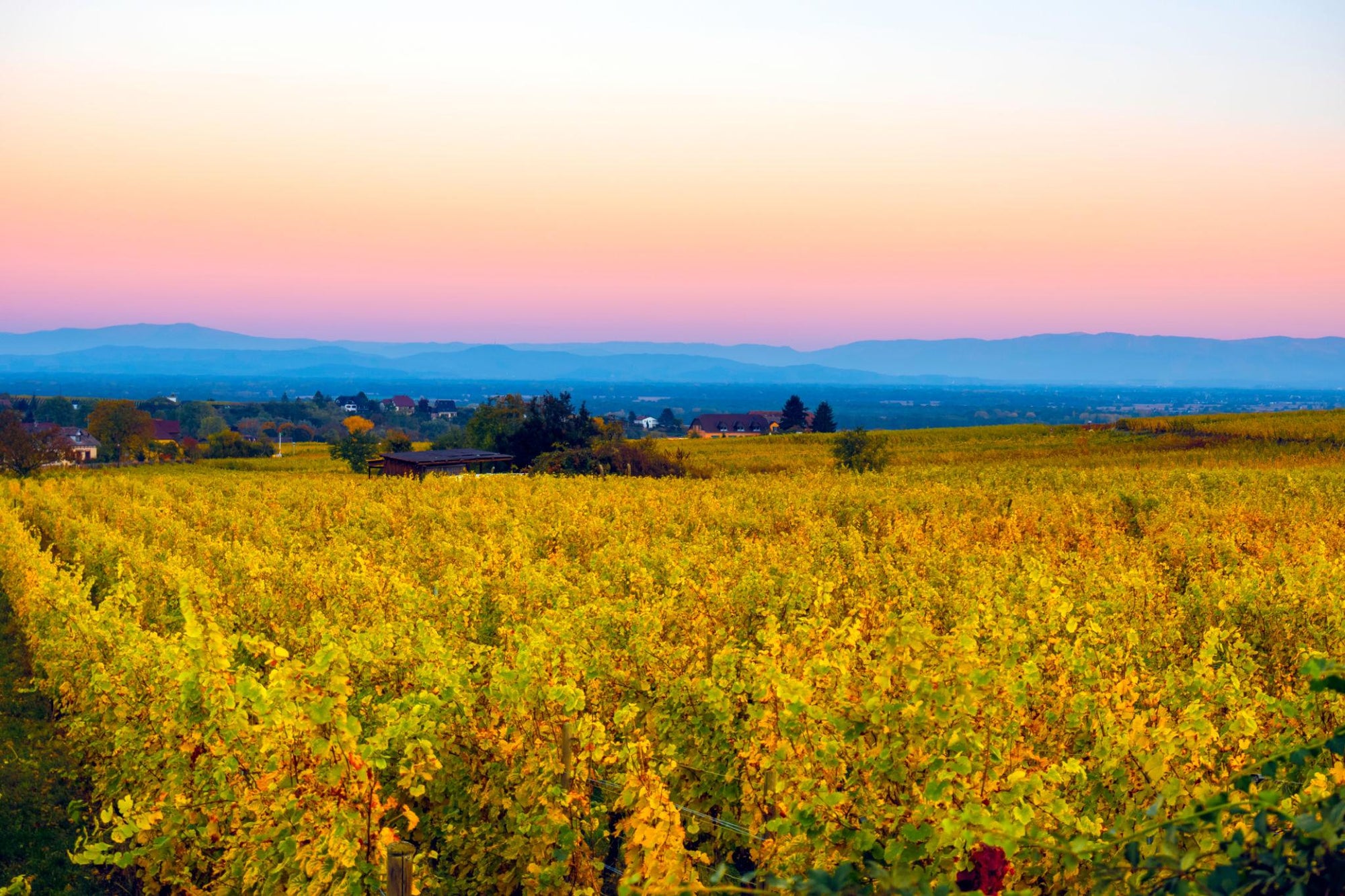 The Misunderstood Masterpiece: Rediscovering Riesling