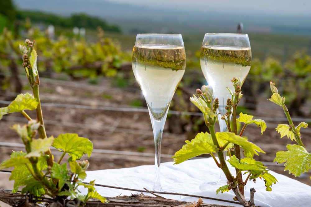 Champagne vs. Prosecco vs. Lambrusco: A Sparkling Wine Tasting Experience